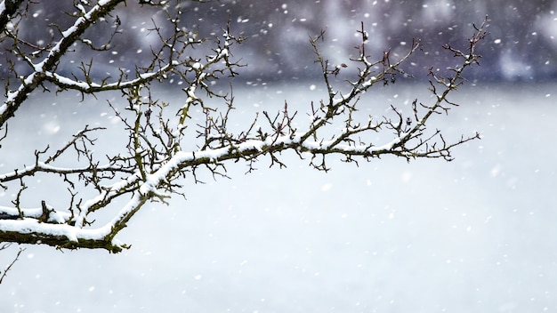 Ramo secco innevato di un albero vicino al fiume durante una nevicata