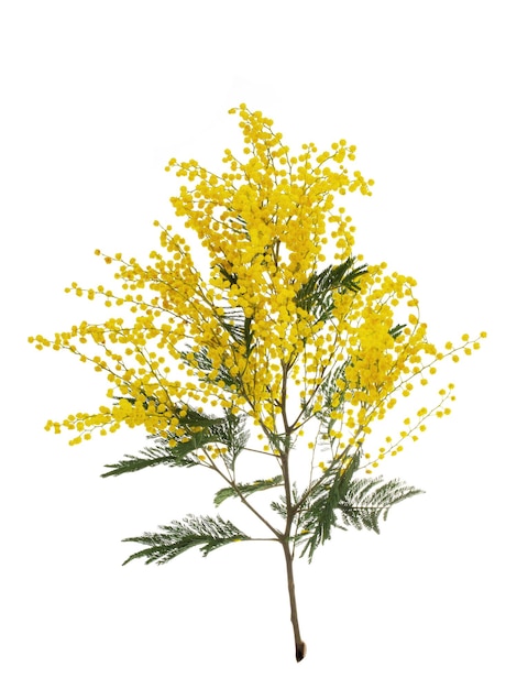 ramo tagliato di acacia gialla mimosa a fioritura fresca isolata