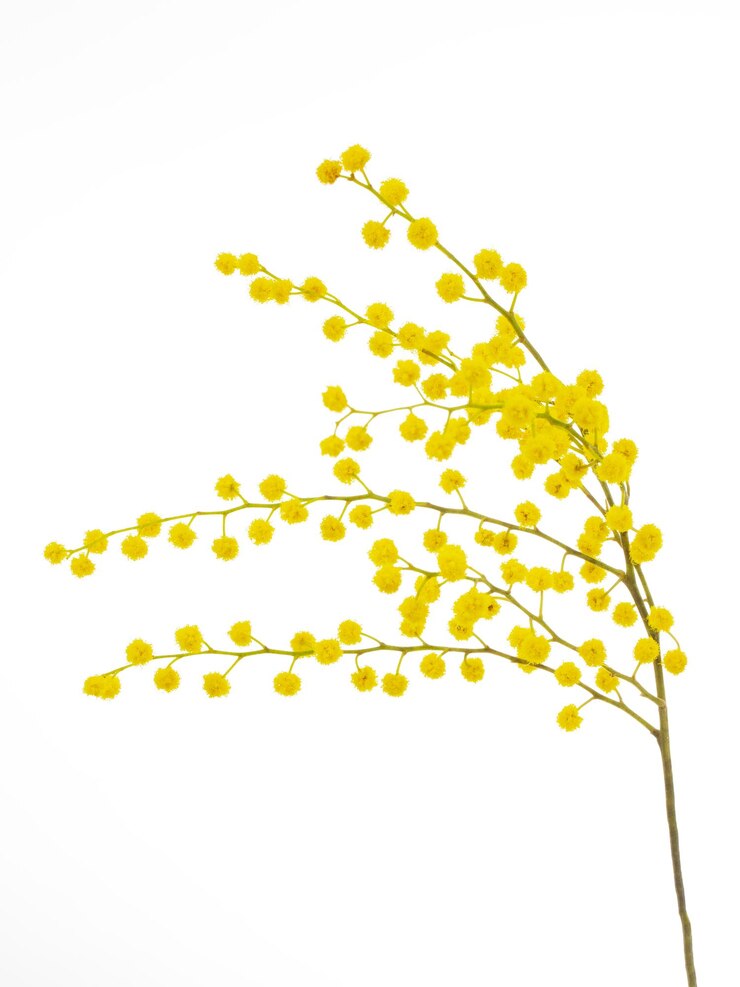 ramo tagliato di acacia gialla mimosa a fioritura fresca isolata