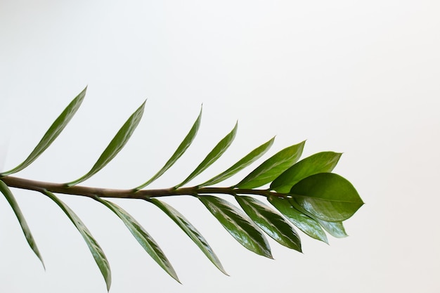 Ramo tropicale della pianta di zamioculcas con le foglie su fondo bianco