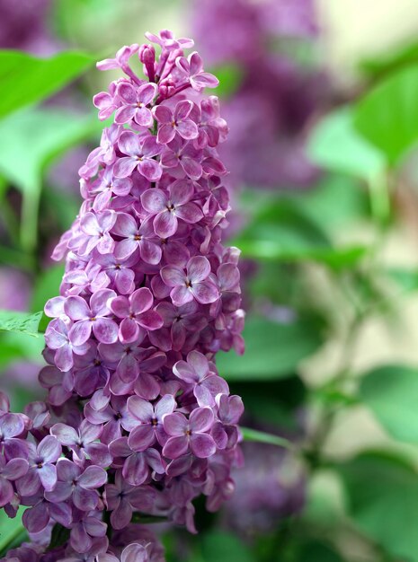 Ramo verde con fiori lilla primaverili