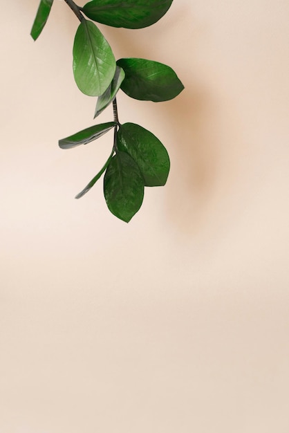 Ramo verde con foglie di zamiokulkas su uno sfondo beige con copia spaziale