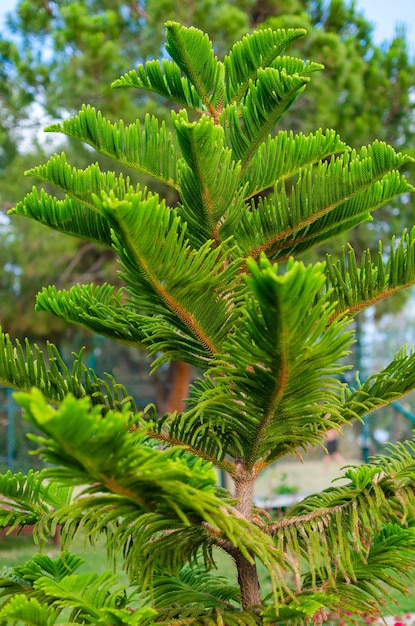 Ramo verde della conifera meridionale