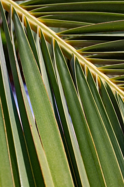 Ramo verde di palma come sfondo