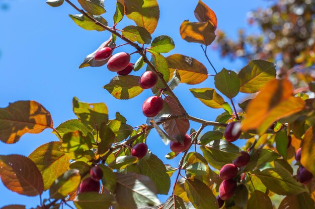 Ramo verde di un albero con bacche di prugna ciliegia rossa sullo sfondo del cielo. Frutteto estivo.