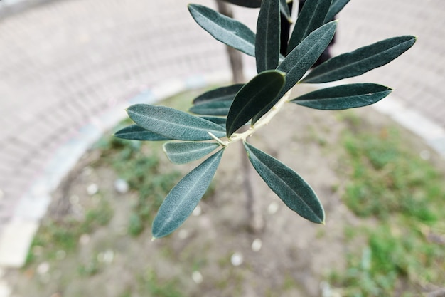 Ramo verde di un albero di ulivo