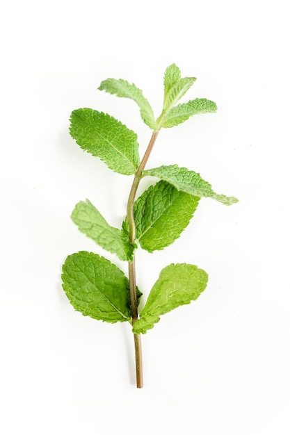 Ramo verde e menta foglia isolata su sfondo bianco set di menta piperita modello piatto lay top