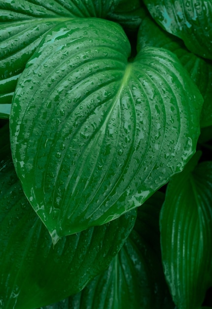 Ramo verde goccia di pioggia gocce di pioggia tropicale foglia foglie gocciolina