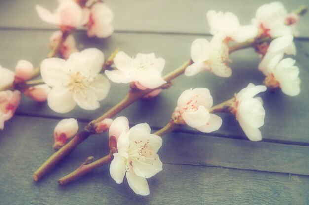 Ramoscelli con fiori rosa di melo o pesco su lavagne nere Delicate infiorescenze in controluce Fogginess soft focus Il tema della primavera vacanza spa bellezza femminile interni casa