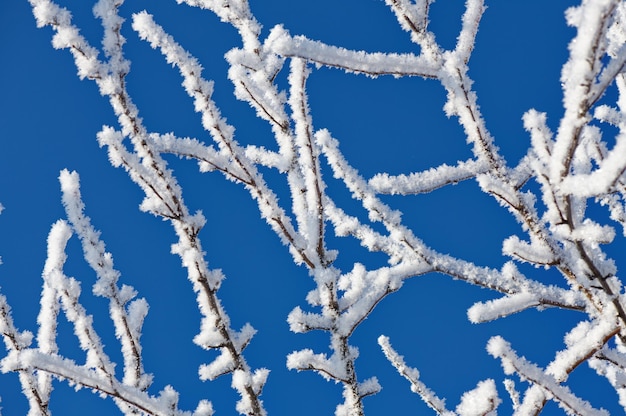 Ramoscelli coperti di ghiaccio e neve