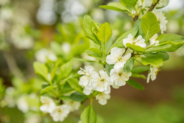 Ramoscelli di alberi da frutto con fiori di petali bianchi e rosa in fiore in primavera gardennatural sfondo summe