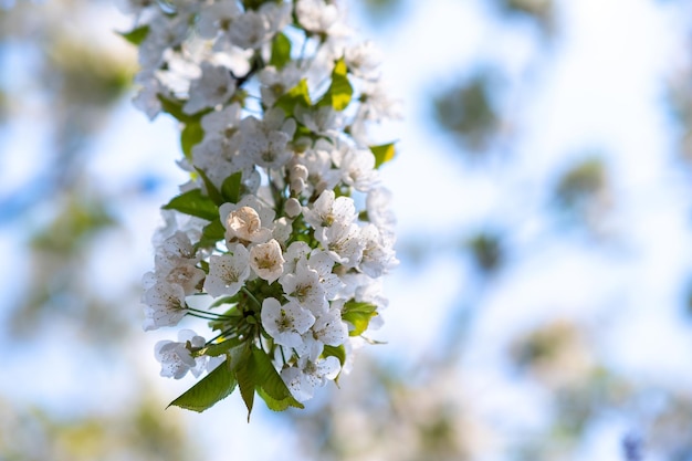 Ramoscelli di alberi da frutto con fiori di petali bianchi e rosa in fiore nel giardino primaverile