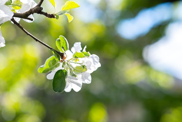 Ramoscelli di alberi da frutto con fiori di petali bianchi e rosa in fiore nel giardino primaverile