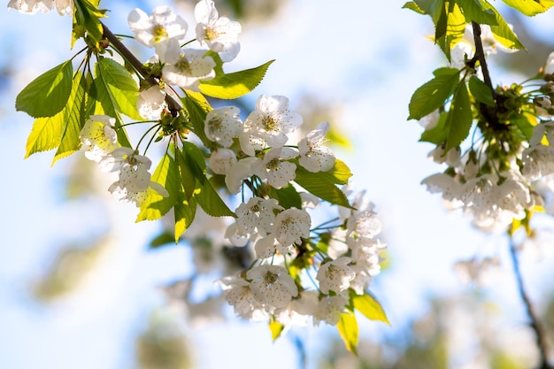 Ramoscelli di alberi da frutto con fiori di petali bianchi e rosa in fiore nel giardino primaverile