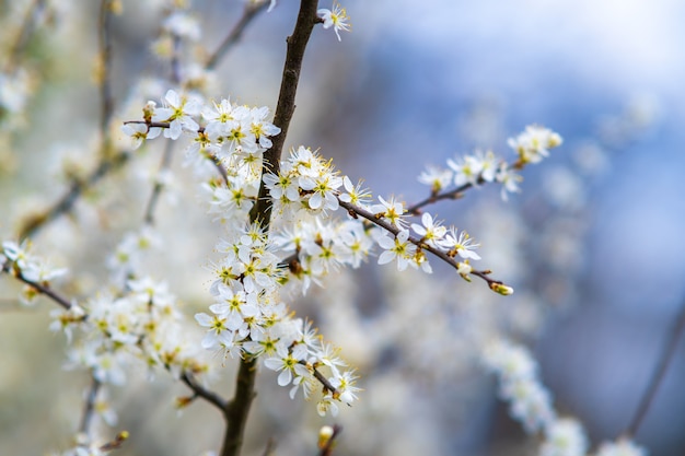 Ramoscelli di alberi da frutto con fiori di petalo bianco e rosa in fiore nel giardino di primavera.