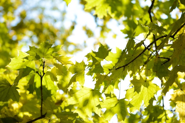 Ramoscelli di albero d'autunno sullo sfondo del cielo