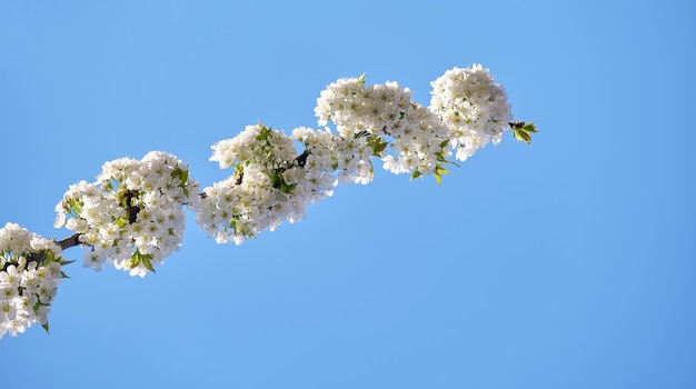 Ramoscelli di ciliegio con fiori bianchi che sbocciano all'inizio della primavera