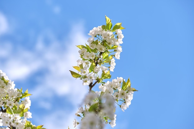 Ramoscelli di ciliegio con fiori bianchi che sbocciano all'inizio della primavera