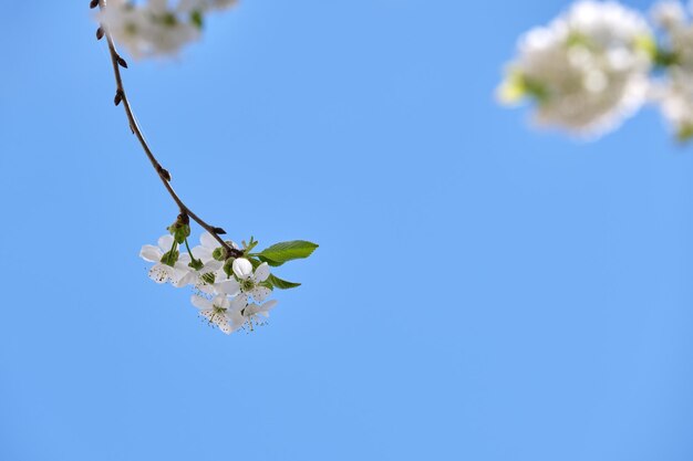 Ramoscelli di ciliegio con fiori bianchi che sbocciano all'inizio della primavera