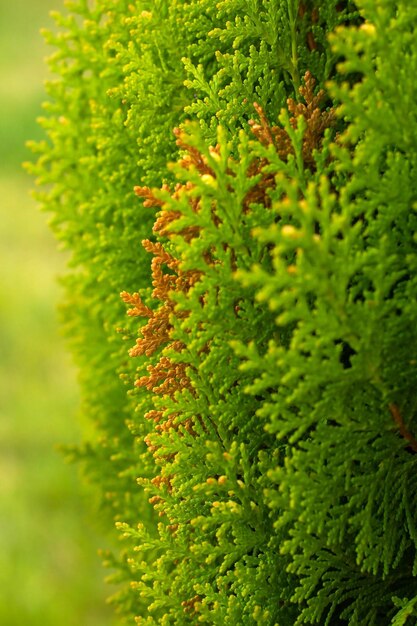 Ramoscelli di thuja sfondo verde e giallo