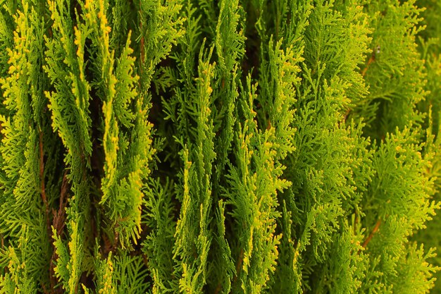 Ramoscelli di thuja sfondo verde e giallo