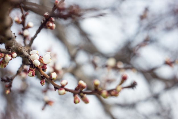 ramoscelli fioriti di ciliegio in primavera, soleggiato morbido