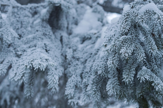 ramoscello d'inverno dell'albero