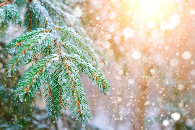 Ramoscello di abete con gocce di ghiaccio congelate Sole invernale basso illuminato