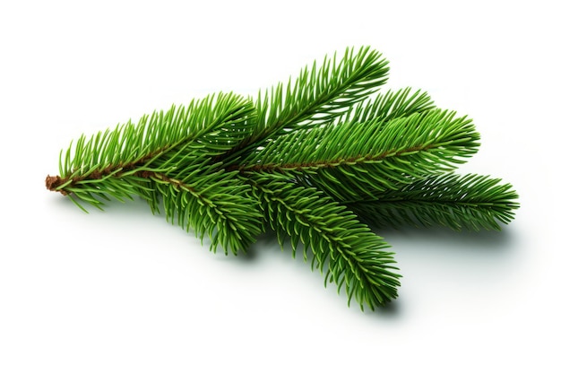 Ramoscello di abete rosso di Natale verde isolato su bianco Ramo di albero di pino di Natale