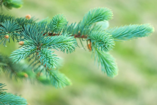 Ramoscello di abete rosso su uno sfondo di albero di Natale sfocato