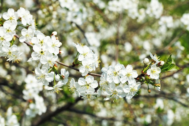 Ramoscello di ciliegio in fiore nel giardino primaverile