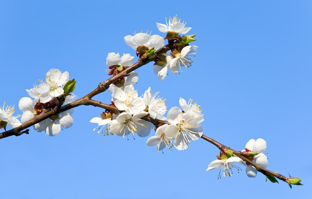 Ramoscello di ciliegio in fiore (sull'albero in fiore e sulla superficie del cielo)