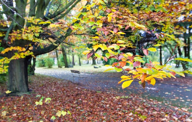 Ramoscello di faggio autunnale e sentiero del parco dietro