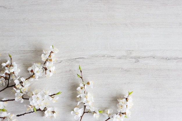 Ramoscello di fiori di ciliegio, primavera