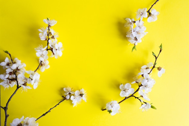 Ramoscello di fiori di ciliegio, primavera