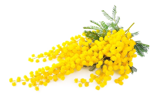 Ramoscello di fiori di mimosa isolato su bianco