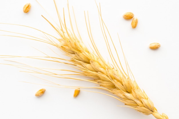 Ramoscello di grano su uno sfondo bianco. Vista dall'alto