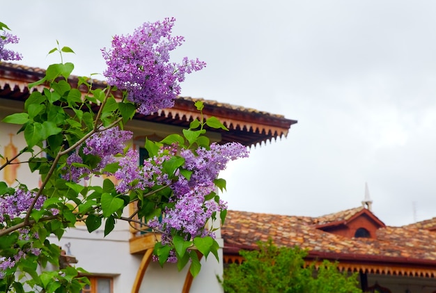 Ramoscello di lillà in fiore sulla casa sul tetto e sulla superficie del cielo