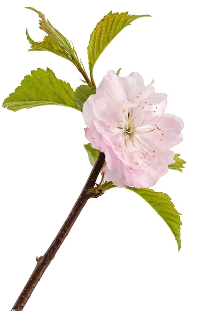 Ramoscello di mandorla in fiore fiore rosa di mandorla isolato su sfondo bianco