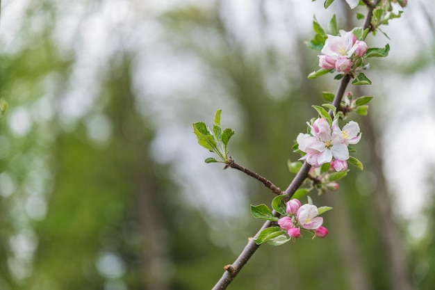 Ramoscello di melo con bellissimi fiori rosa in fiore