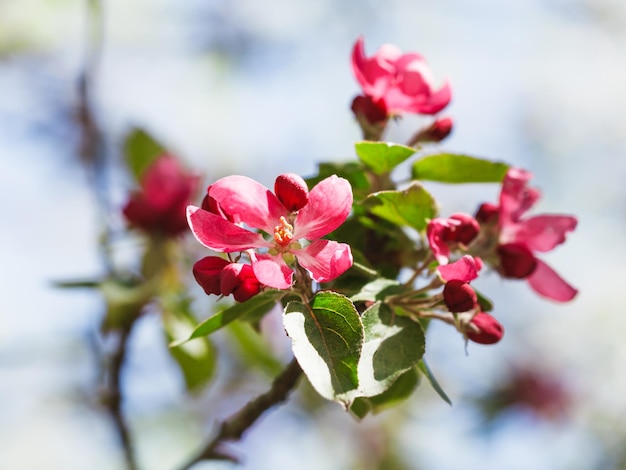 Ramoscello di melo con fiori rosa da vicino