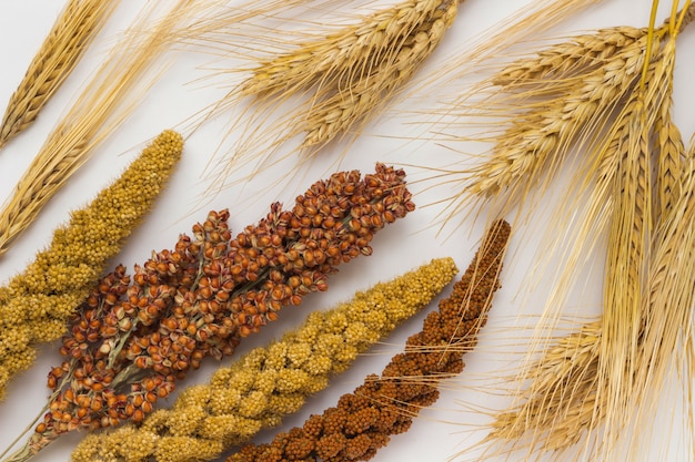 Ramoscello di miglio giallo e rosso. Sorgo. Rametti di grano. Rametti d'orzo