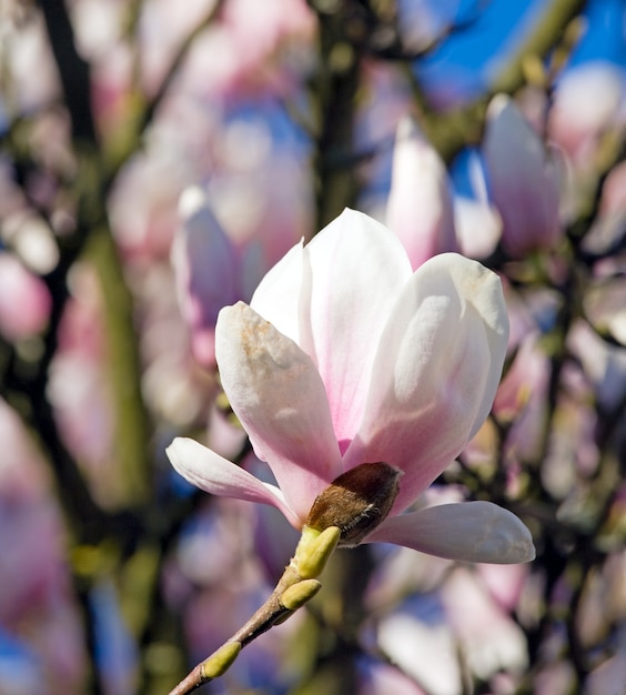 Ramoscello fiorito di albero di magnolia (su sfondo albero in fiore)