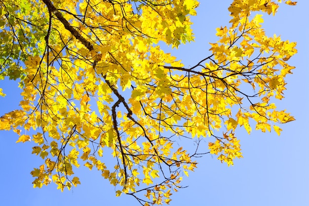 Ramoscello giallo dell'albero di autunno sul cielo
