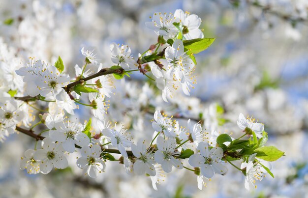 Ramoscello in fiore bianco dell'albero "Ciliegio cinese" (macro)