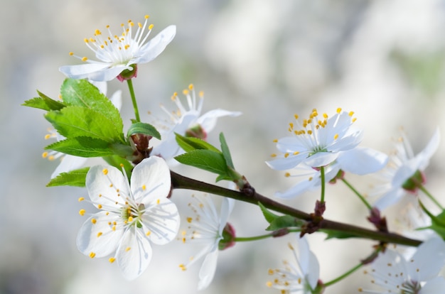 Ramoscello in fiore bianco dell'albero "Ciliegio cinese" (macro)