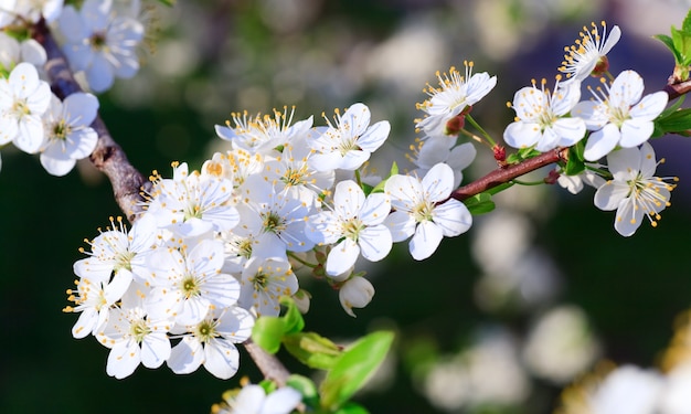 Ramoscello in fiore bianco dell'albero "Ciliegio cinese" (macro)