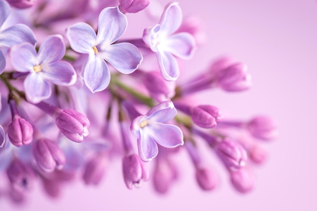 Ramoscello lilla porpora del primo piano del fiore della primavera