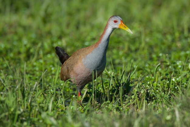 Rampa di legno gigante (Aramides ypecaha), Ibera Marshes National Park, provincia di Corrientes, Argentina.