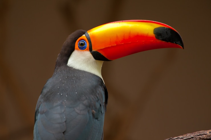 Foto ramphastos toco - tucano